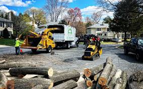 Best Tree Trimming and Pruning  in Augusta, KY