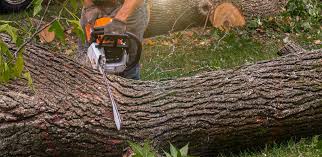 Best Tree Cabling and Bracing  in Augusta, KY