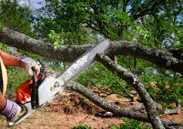 Best Tree and Shrub Care  in Augusta, KY