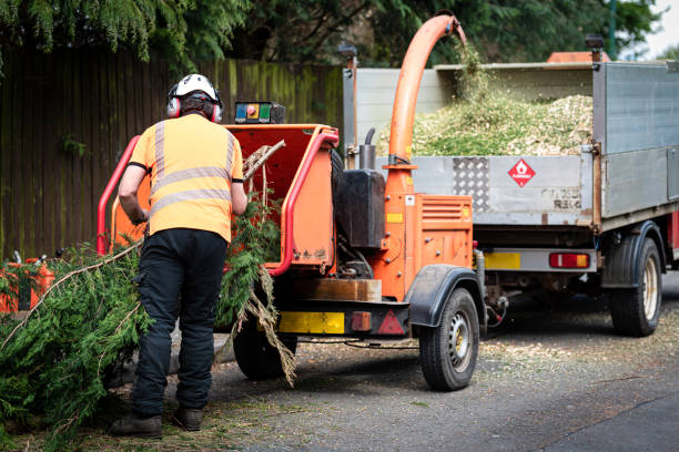 Best Utility Line Clearance  in Augusta, KY