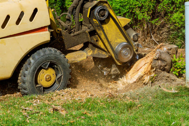 How Our Tree Care Process Works  in  Augusta, KY