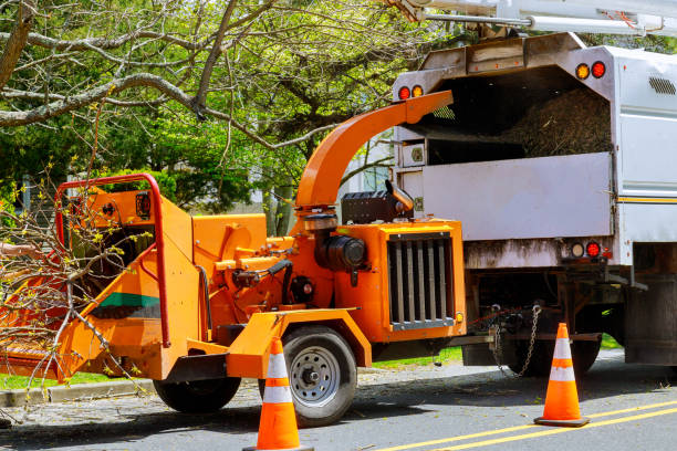  Augusta, KY Tree Care Services Pros