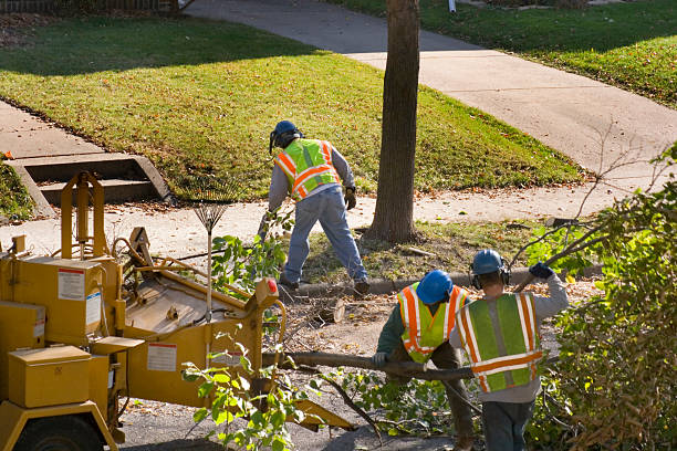 Best Emergency Tree Removal  in Augusta, KY