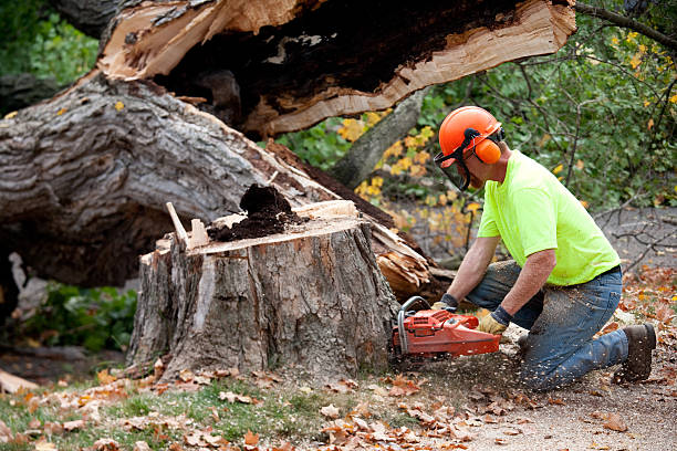 Best Stump Grinding and Removal  in Augusta, KY