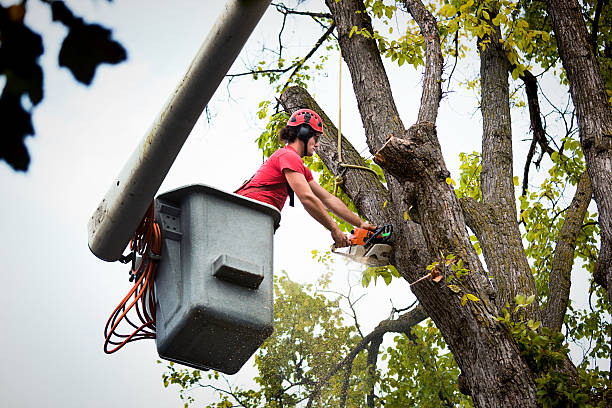 Best Seasonal Cleanup (Spring/Fall)  in Augusta, KY