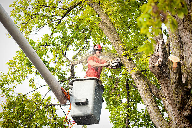 Professional Tree Care Services in Augusta, KY